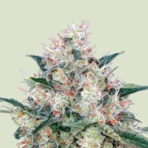 Honey Cream (Fast Flowering)