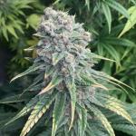 Purple Queen