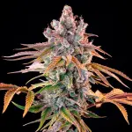Royal Cheese (Fast Flowering)