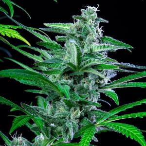 Special Kush 1